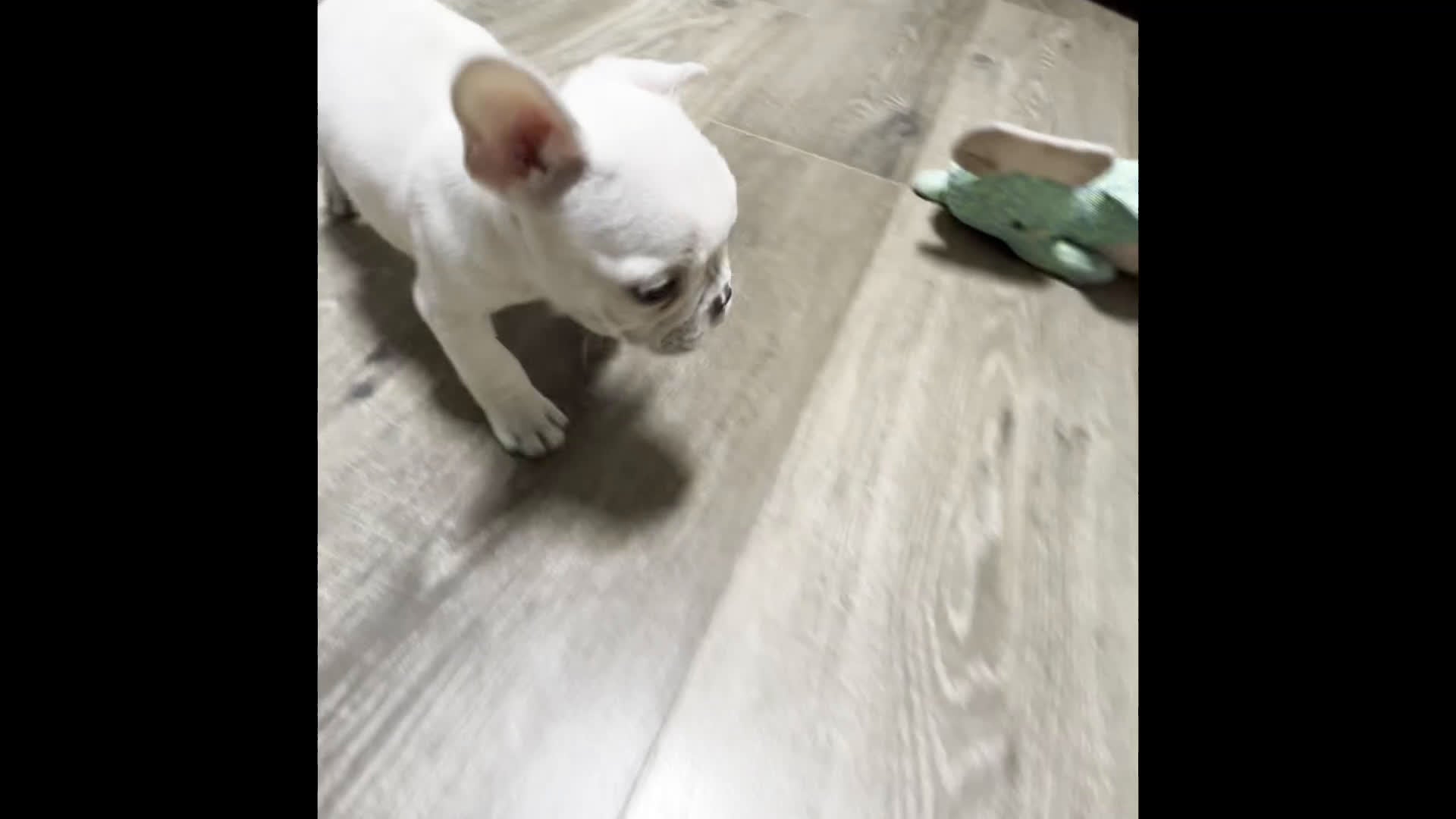 French Bulldog dogs for sale: Dexter - Video 1