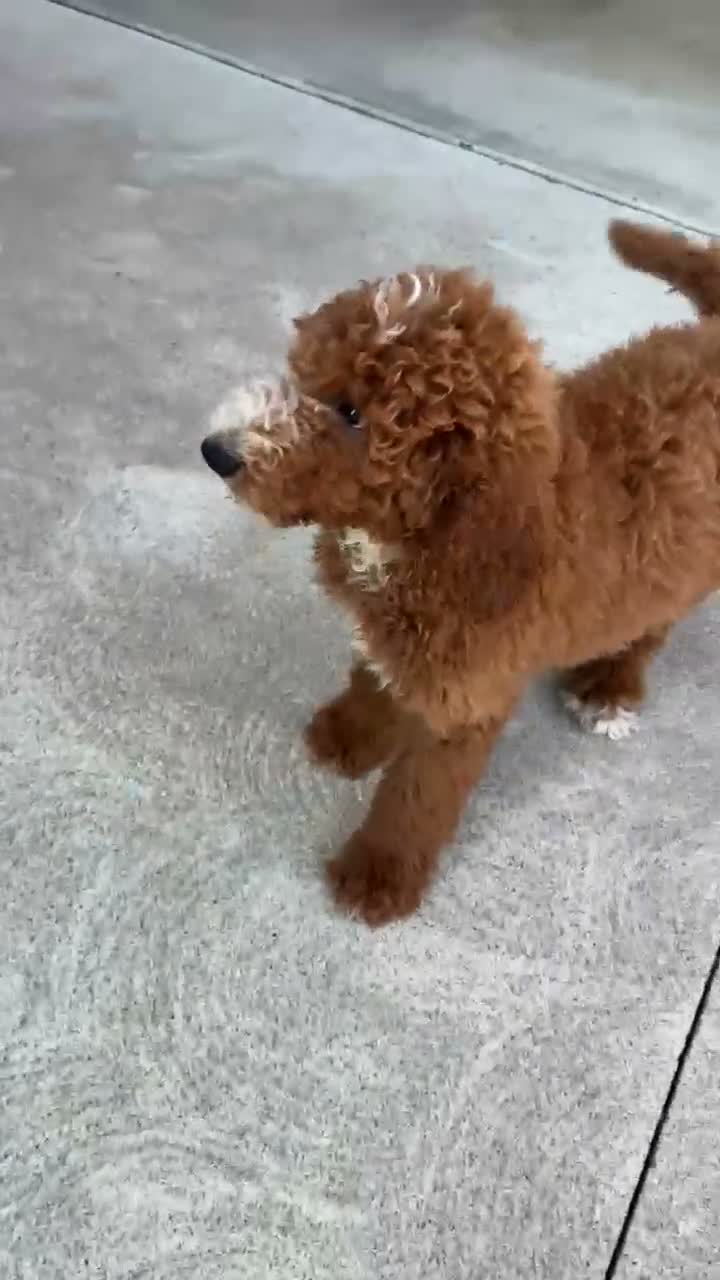 Standard Poodle dogs for sale: Standard Poodle 1 - Video 1