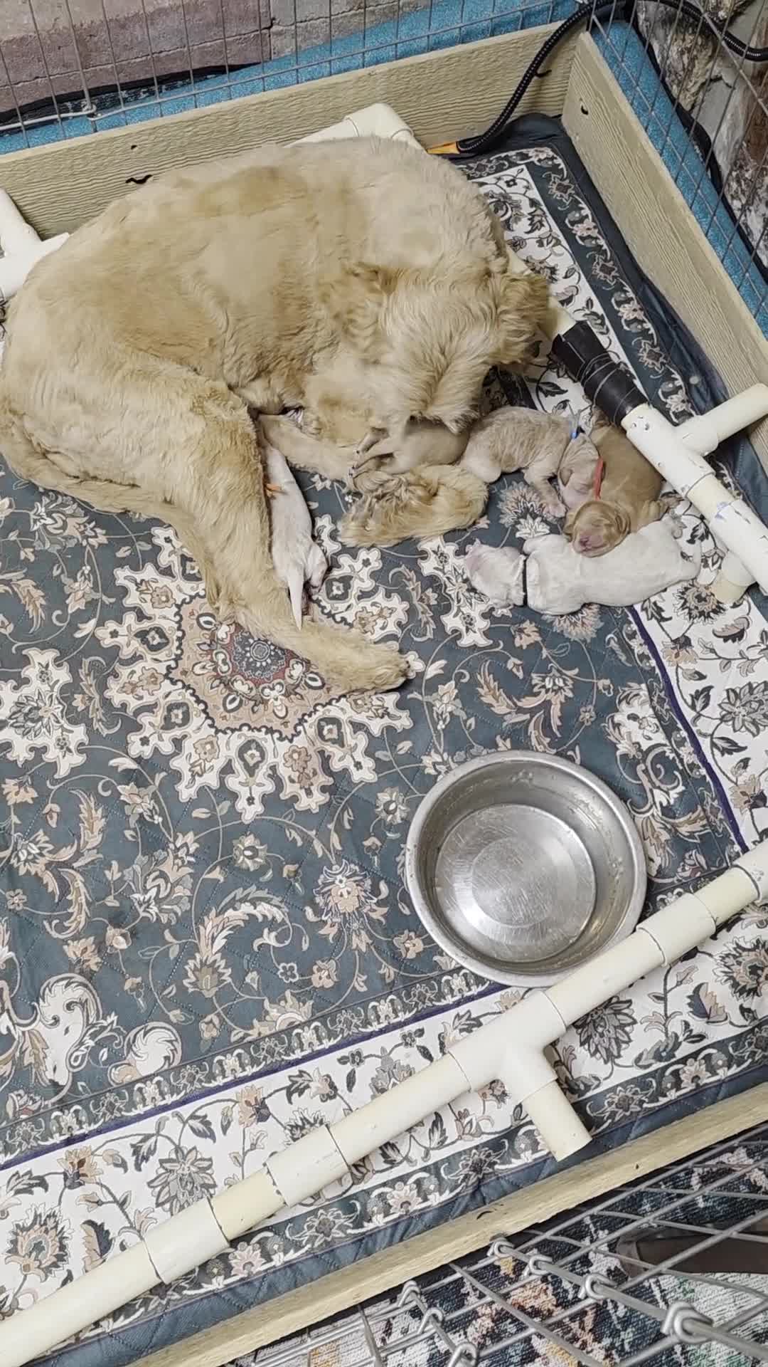 Mini Goldendoodle dogs for sale: Aspen - Video 1