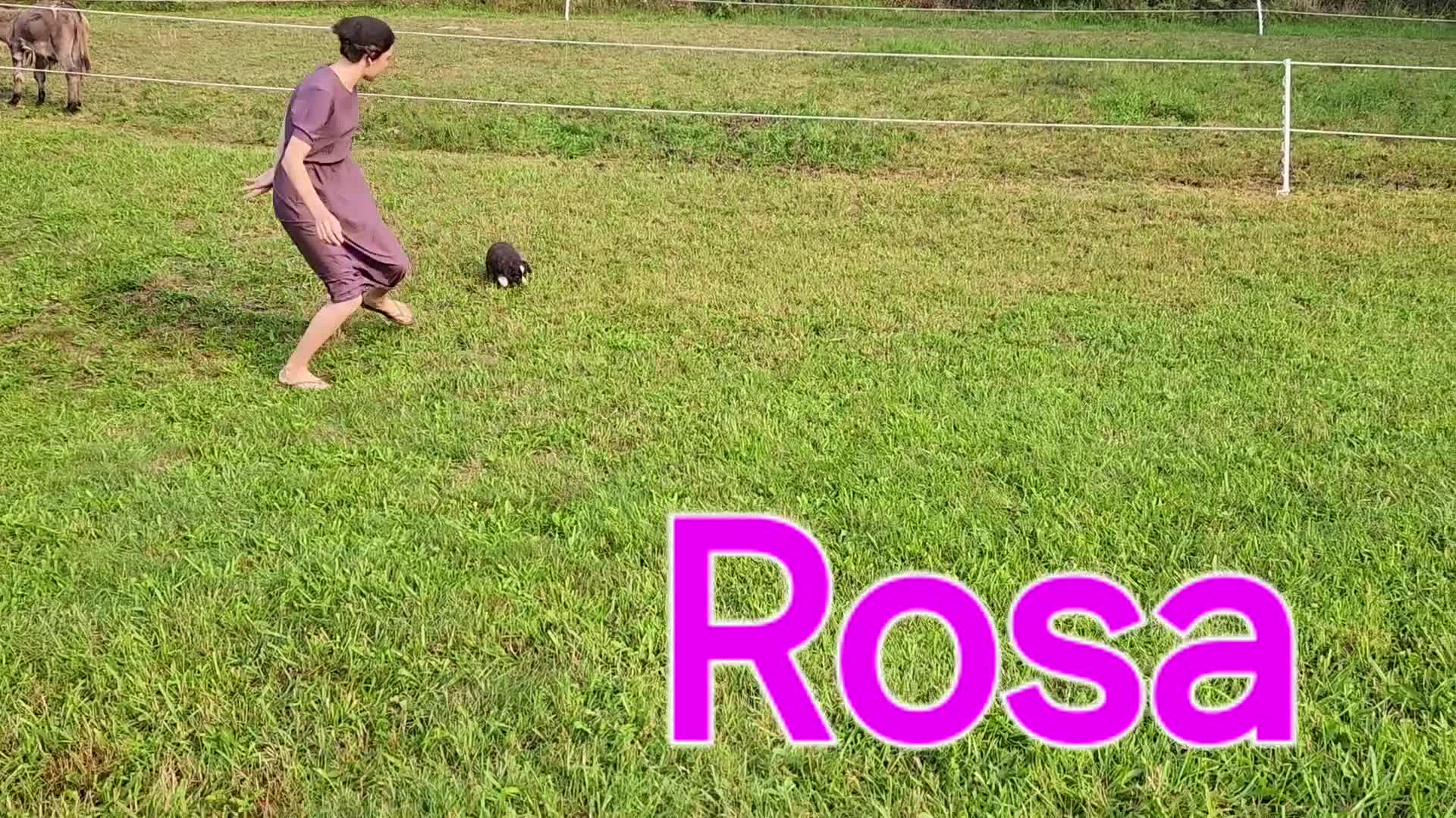 Miniature Australian Shepherd dogs for sale: Rosa - Video 1