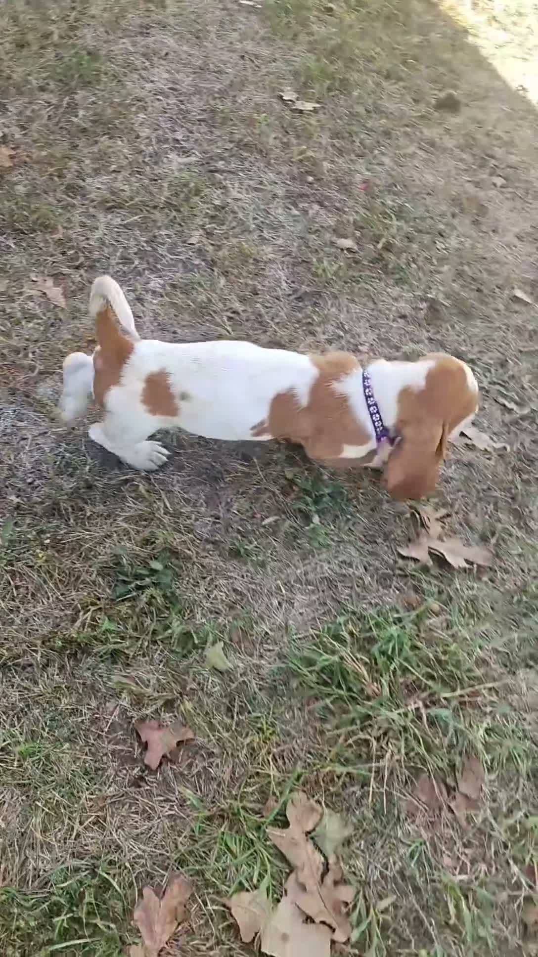 Basset Hound dogs for sale: Basset Hound-Purple - Video 1