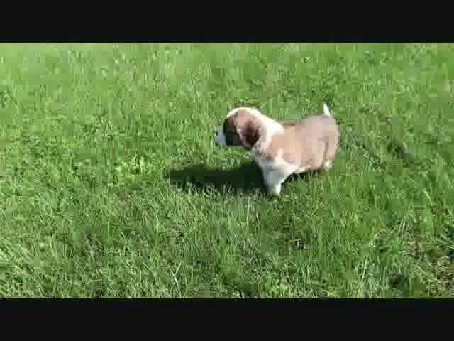 Saint Bernard dogs for sale: Mallory - Video 1
