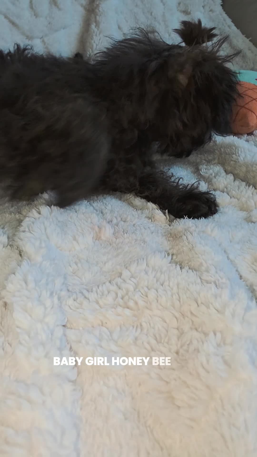 Yorkiepoo dogs for sale: Yorkiepoo Female 3-Month-Old ❤️ - Video 3