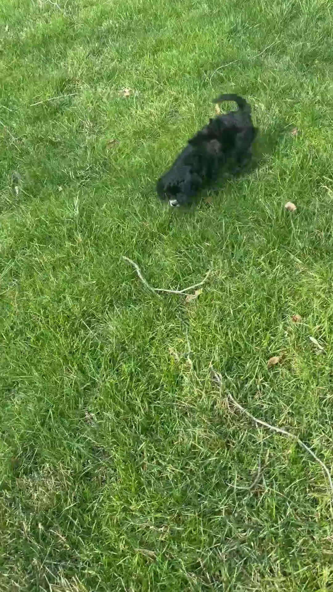 Cavapoo dogs for sale: Buttons - Video 5