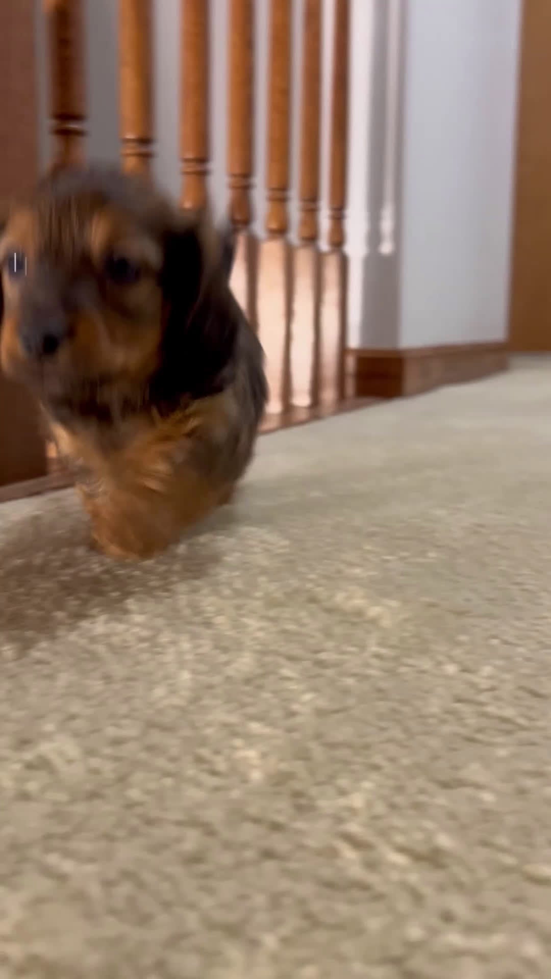 Miniature Dachshund dogs for sale: Miniature Dachshund Puppy 1 - Video 1