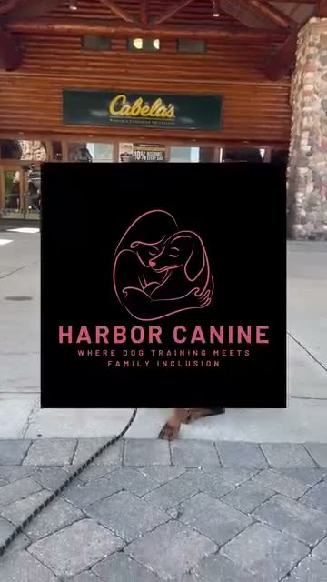 Doberman Pinscher dogs for sale: Doberman Pinscher 1 - Video 2