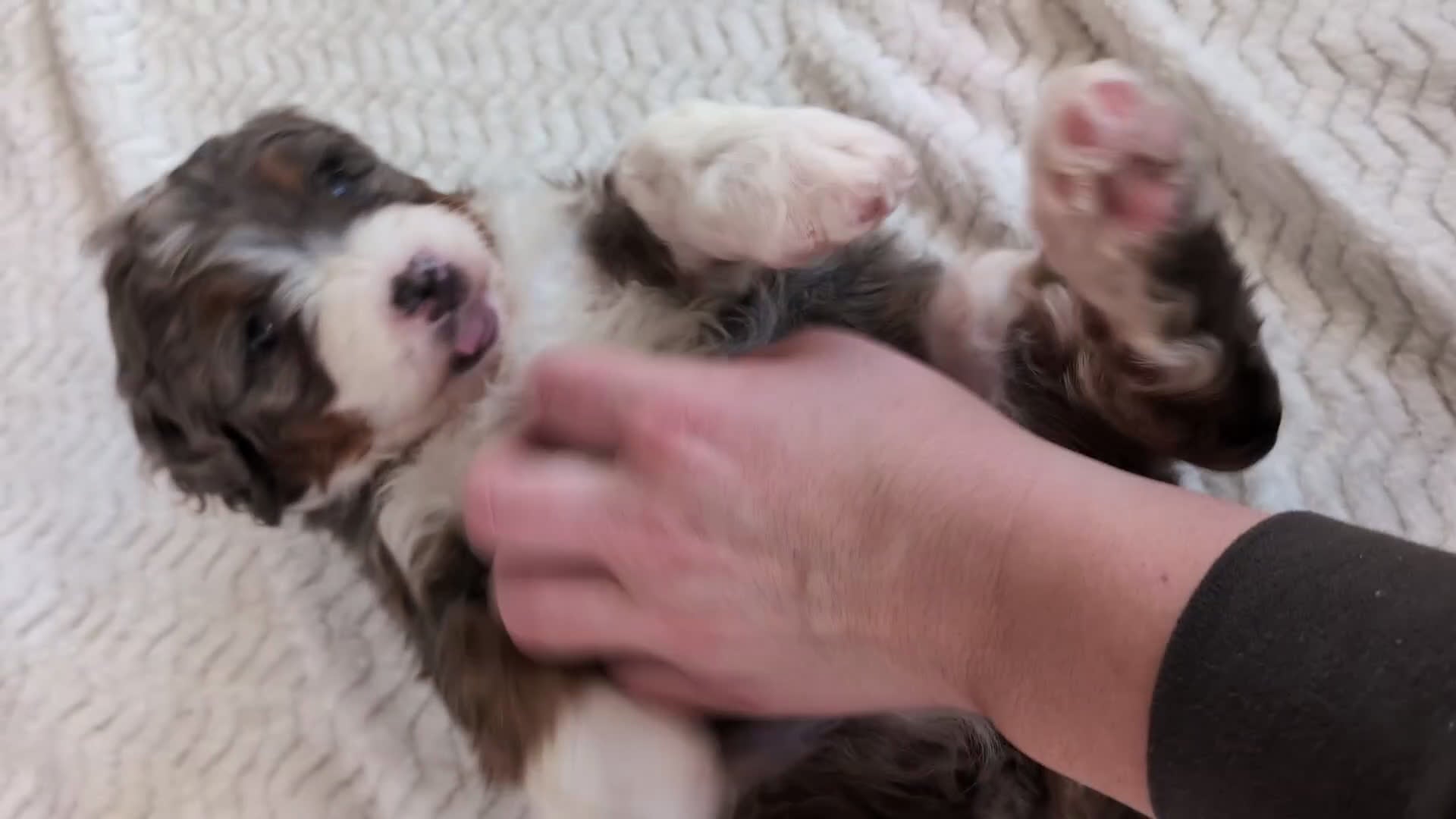 Mini Bernedoodle dogs for sale: Mini Marlo  - Video 1