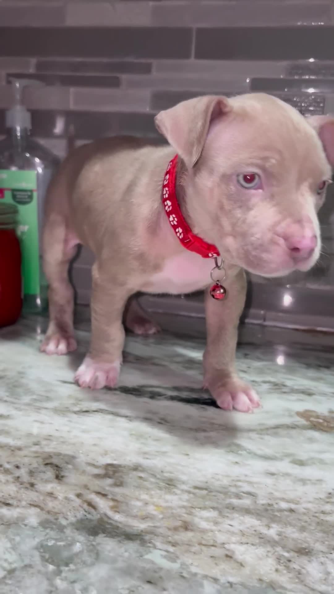 American Pit Bull Terrier dogs for sale: Dolly  - Video 1