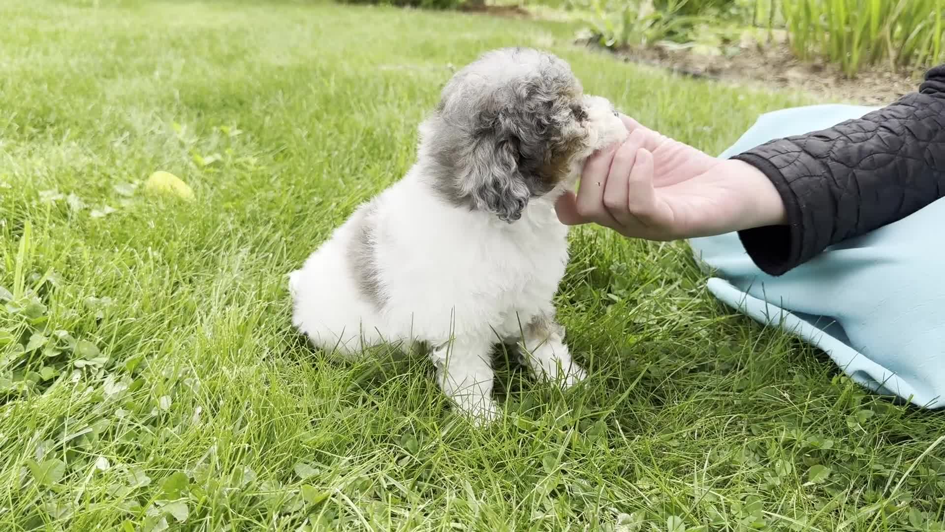 Toy Poodle dogs for sale: Harper - Video 1