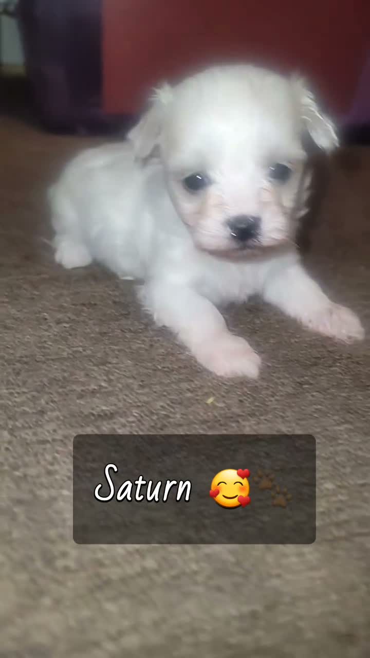 Malshi dogs for sale: Saturn - Video 1