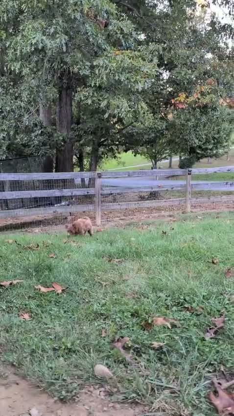 Miniature Labradoodle dogs for sale: Melanie - Video 2