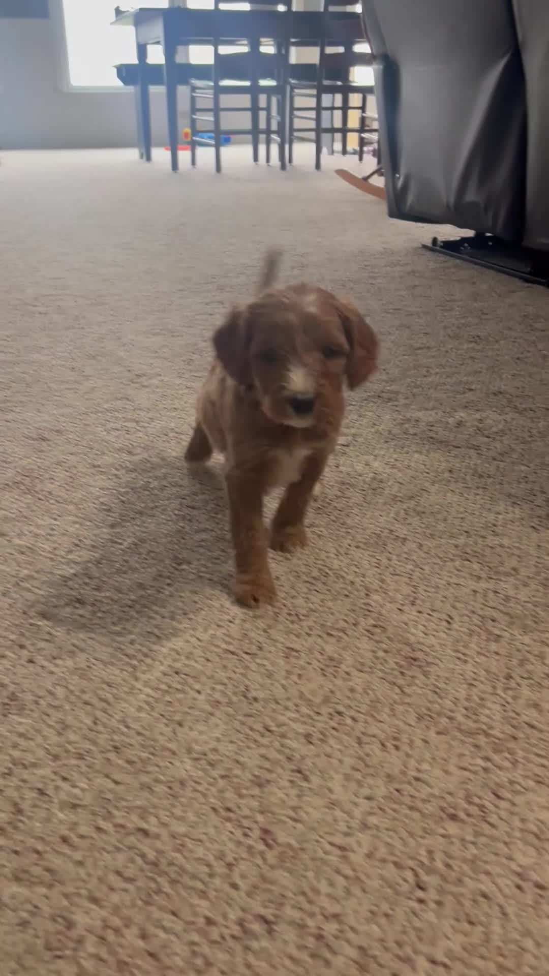 Cavapoo dogs for sale: Everest🩷 - Video 1