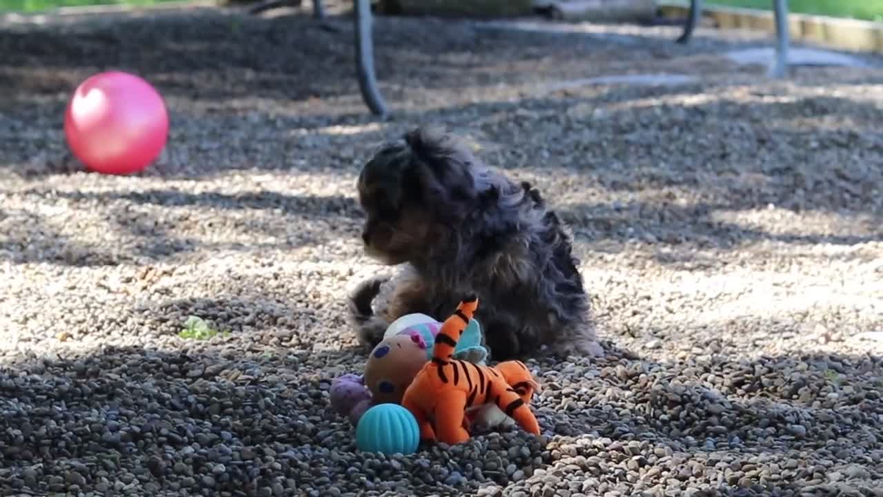 Cavapoo dogs for sale: Skeeter - Video 1