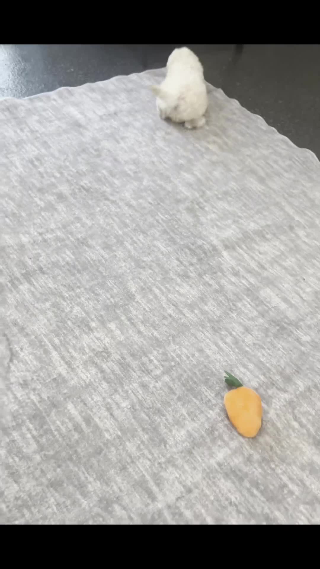 Maltipoo dogs for sale: Toast - Video 1