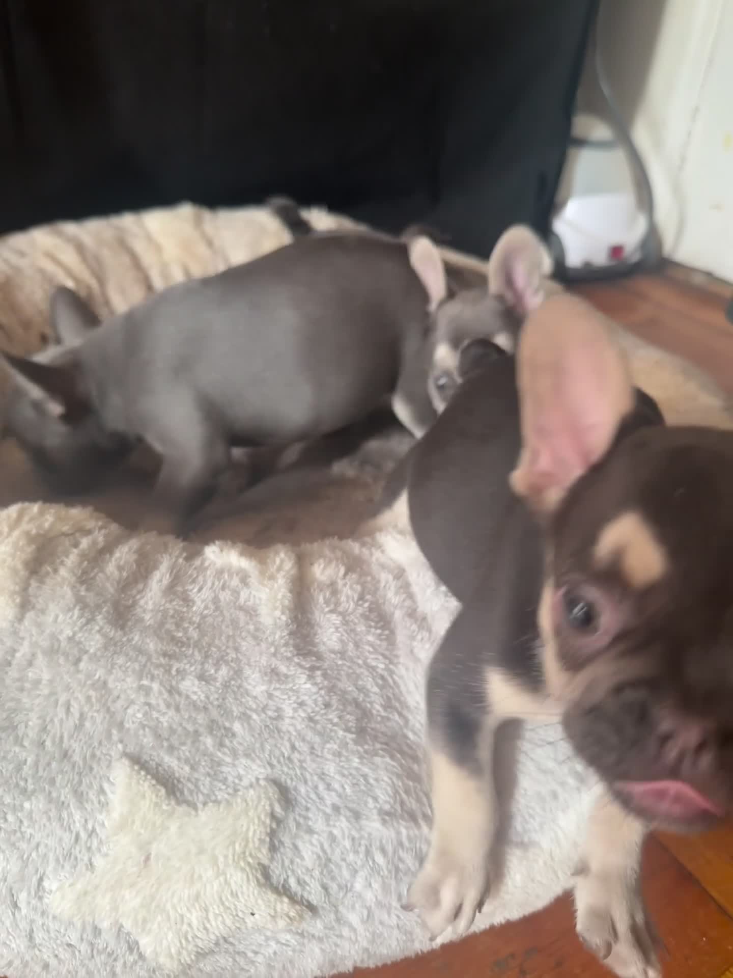 French Bulldog dogs for sale: Jelly 2 - Video 1