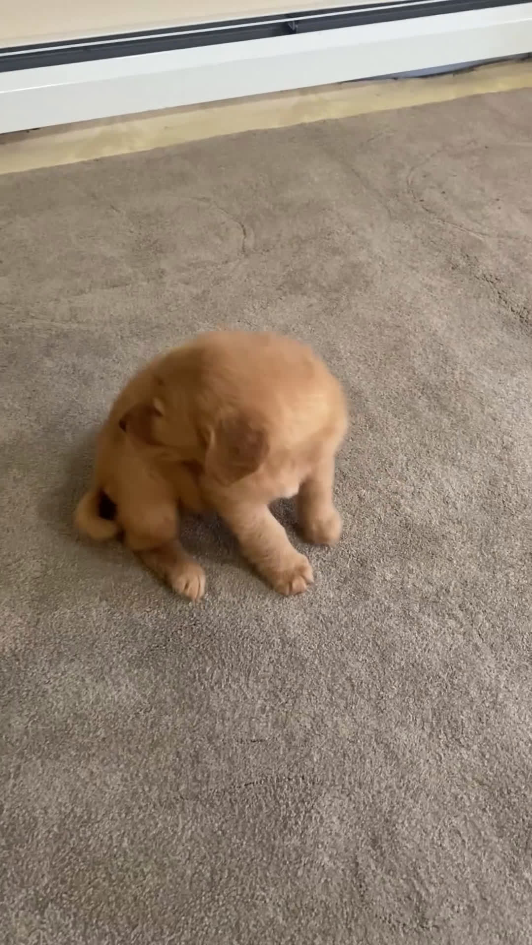 Golden Retriever dogs for sale: Danny - Video 1