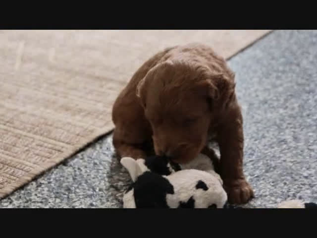 Mini Goldendoodle dogs for sale: Maggie - Video 6