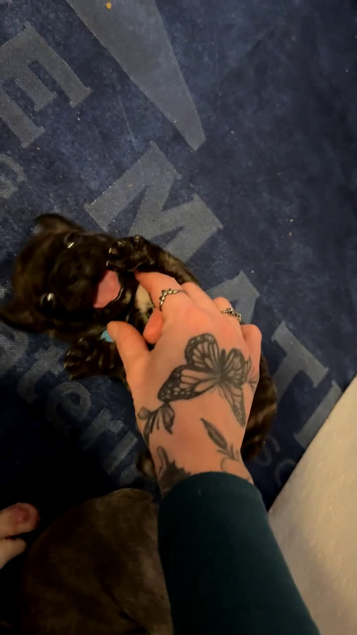 Frenchton dogs for sale: Frenchton Puppy 1 - Video 1