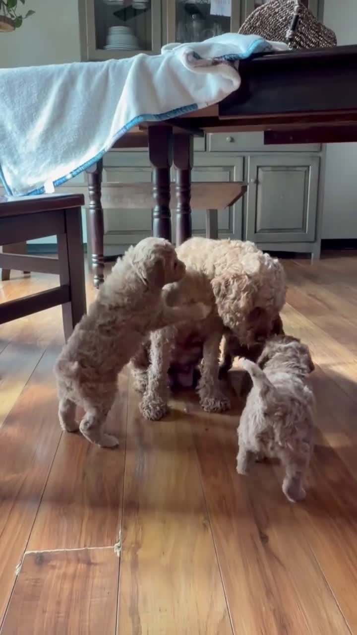 Mini Goldendoodle dogs for sale: Daisy - Video 1