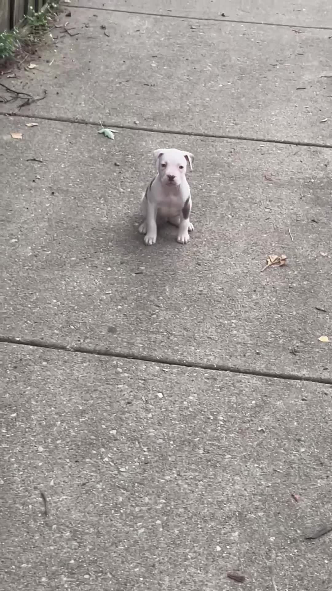 American Pit Bull Terrier dogs for sale: American Pit Bull Terrier 1 - Video 2