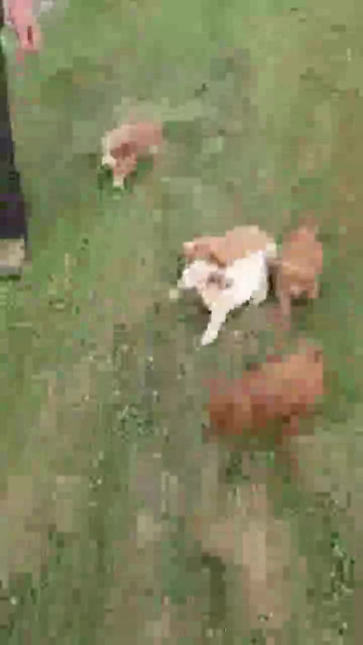 Mini Goldendoodle dogs for sale: Heidi - Video 1
