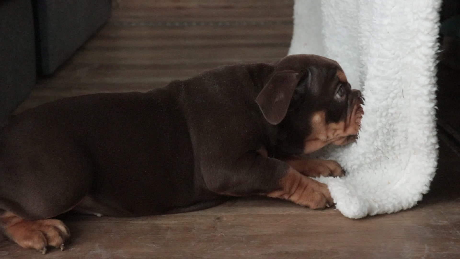 English Bulldog dogs for sale: Glamour - Video 1