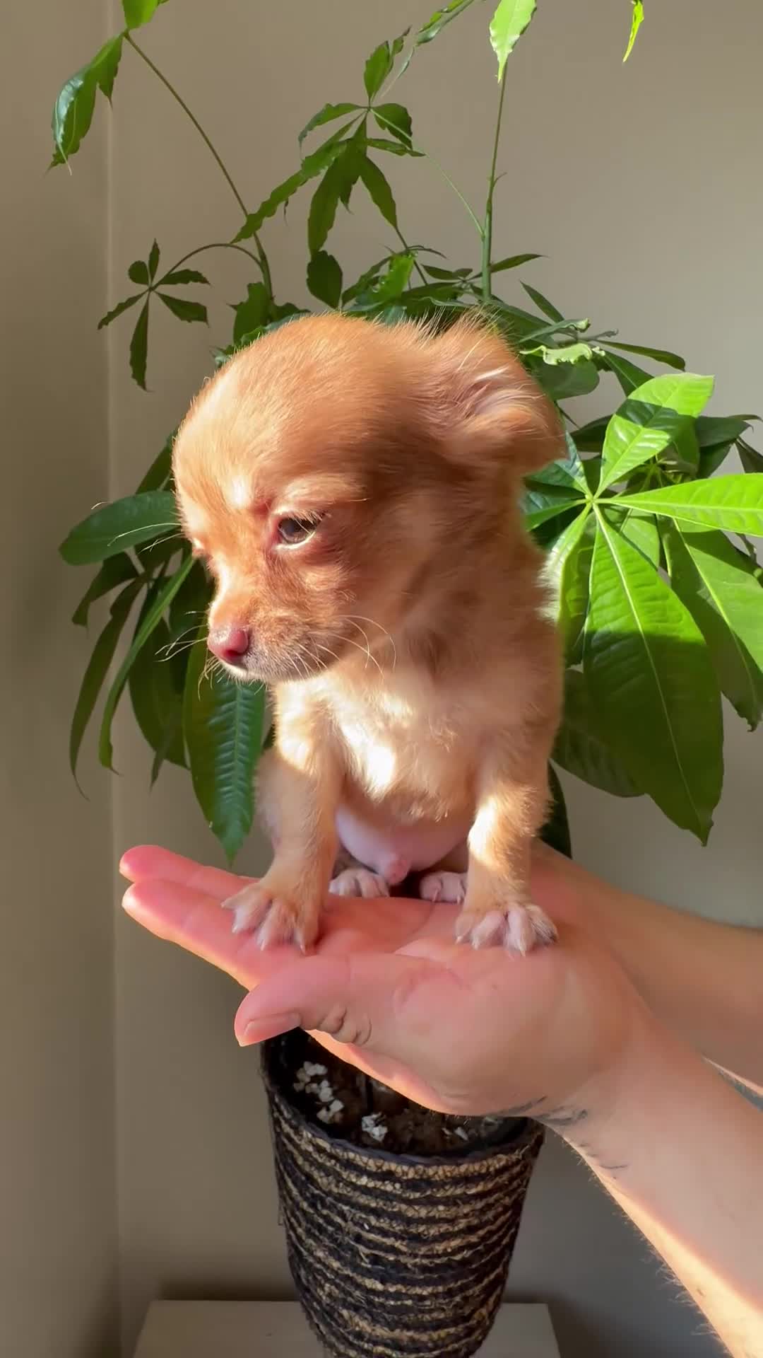 Chihuahua dogs for sale: sam - Video 1
