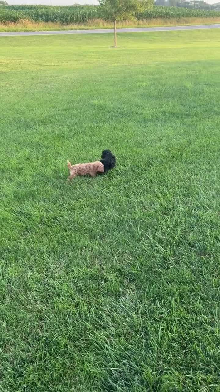 Shihpoo dogs for sale: TINY SAM - Video 4