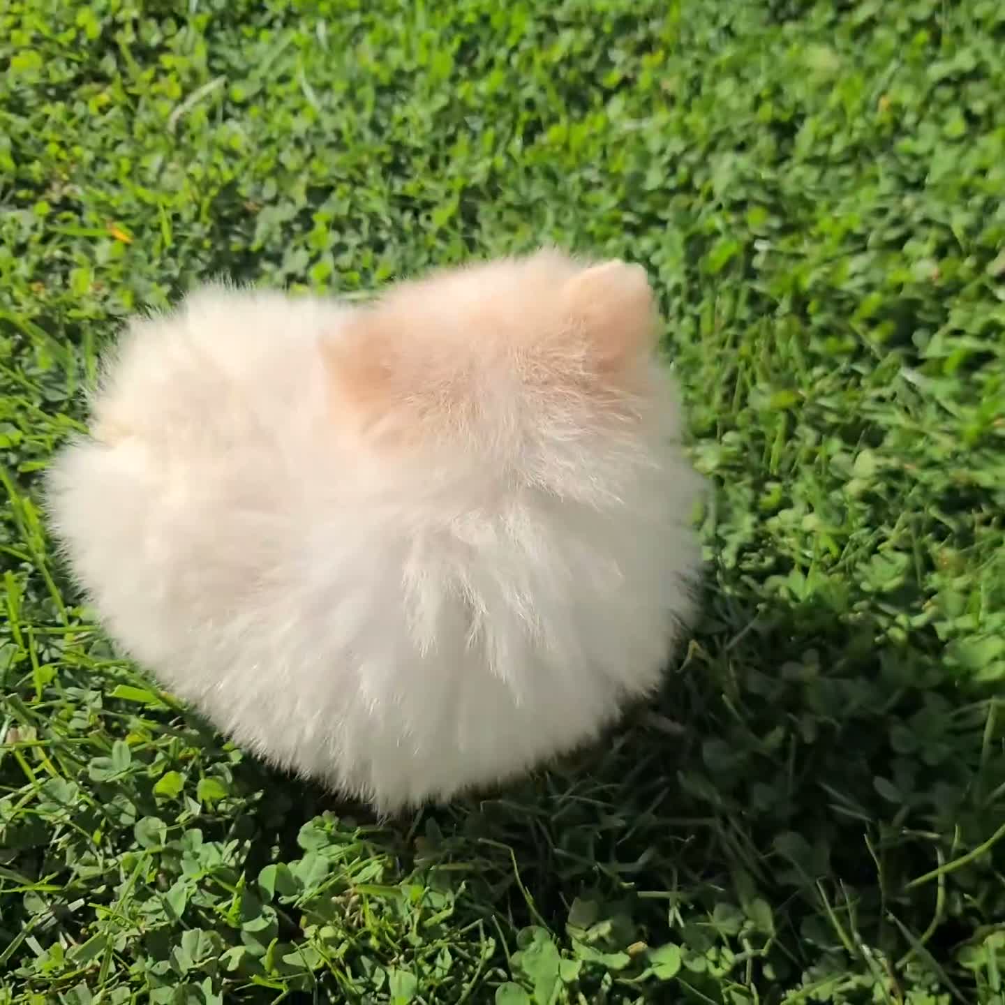 Pomeranian dogs for sale: Indie - Video 1