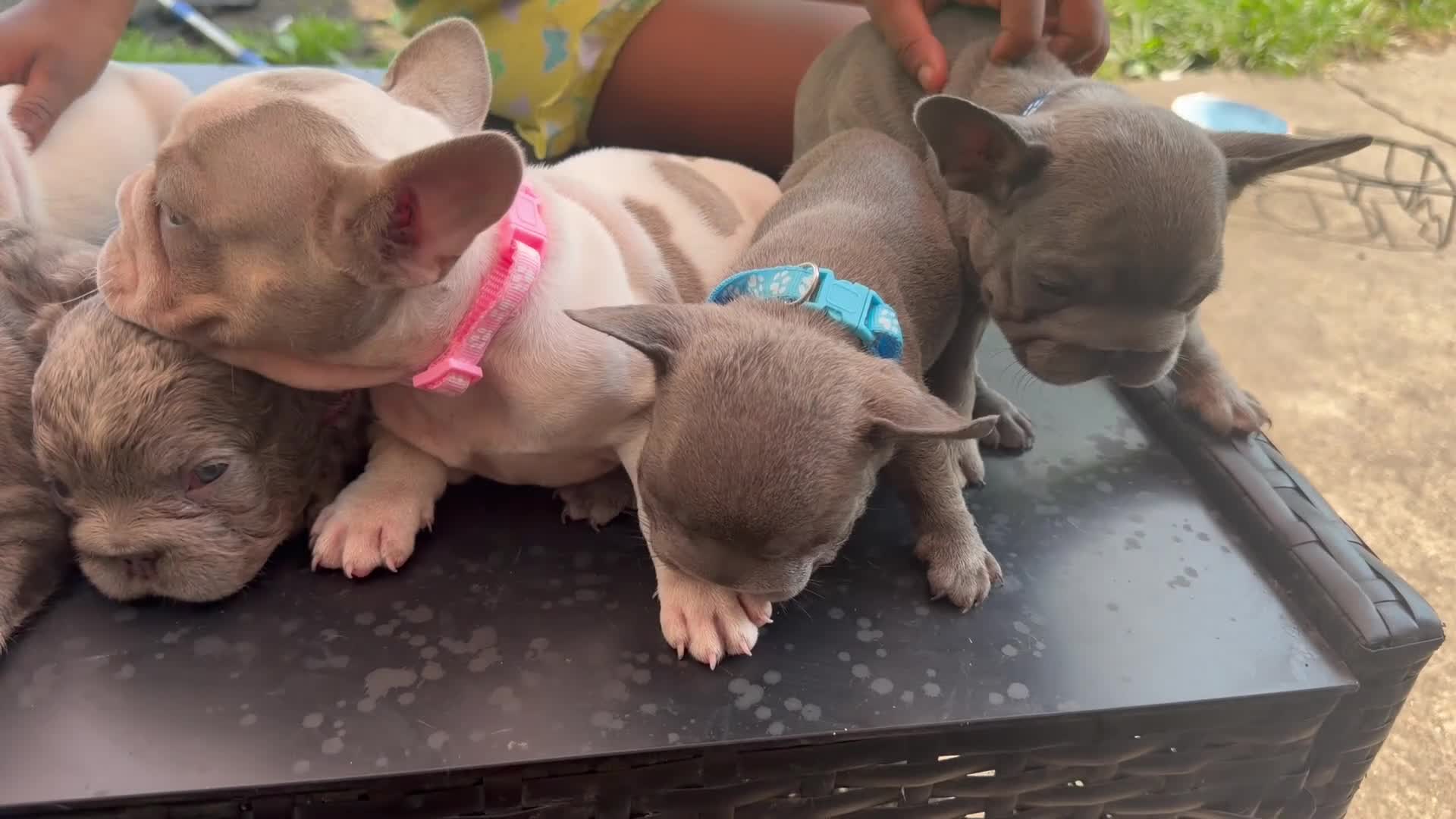 French Bulldog dogs for sale: French Bulldog 3 - Video 2