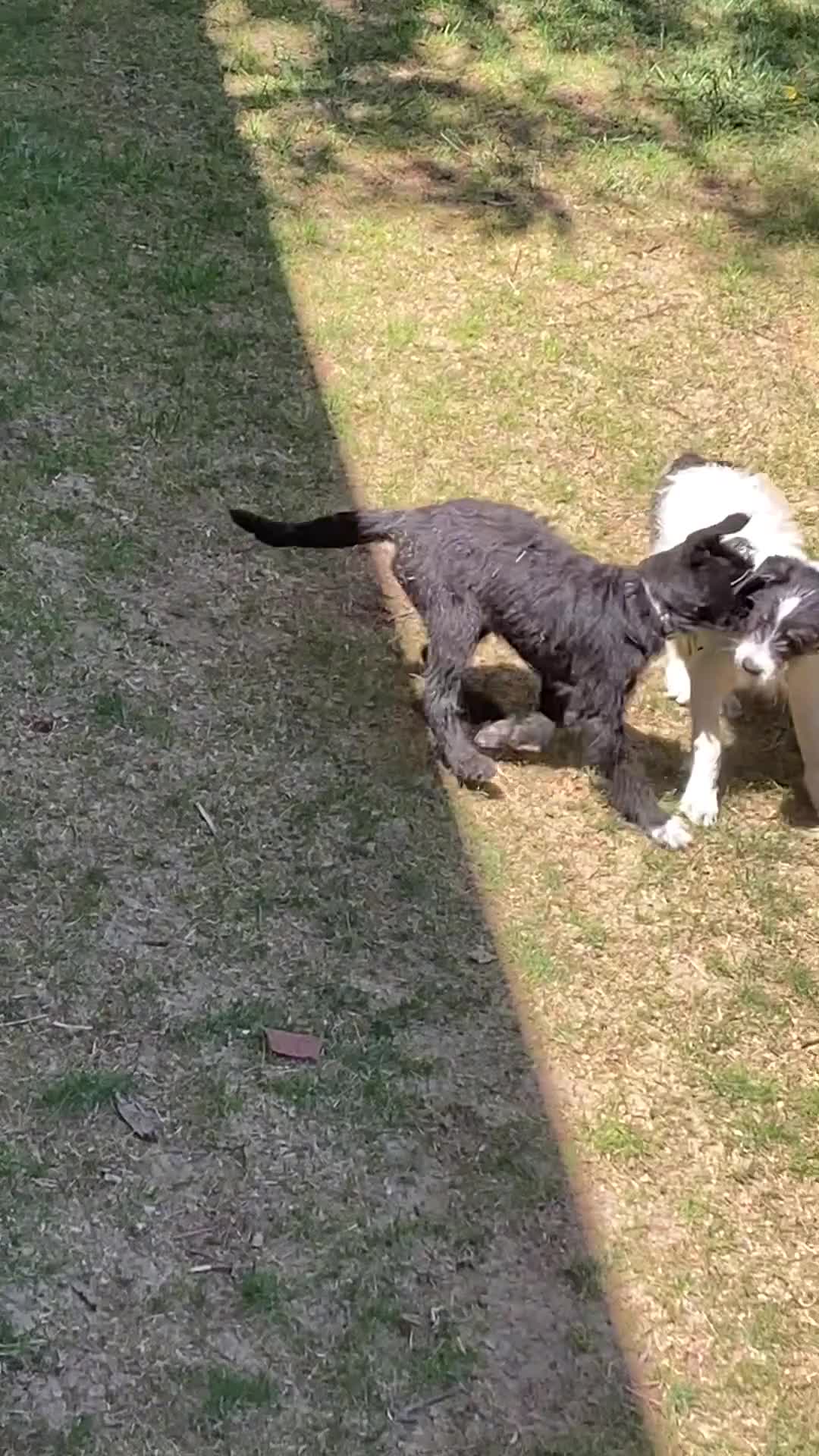 Bordoodle dogs for sale: Bordoodle Puppy Panther - Video 2