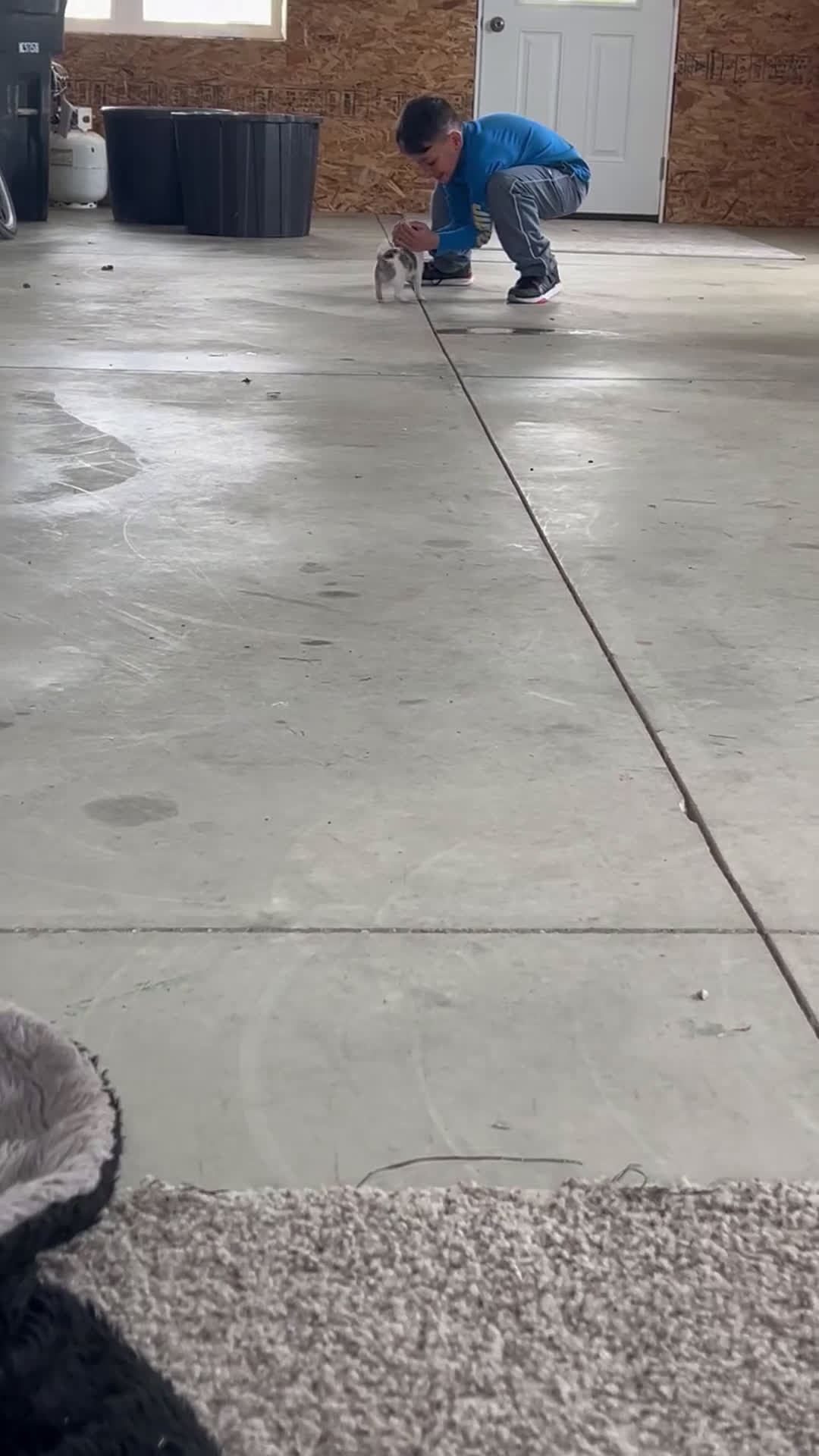 Chihuahua dogs for sale: Chase - Video 1