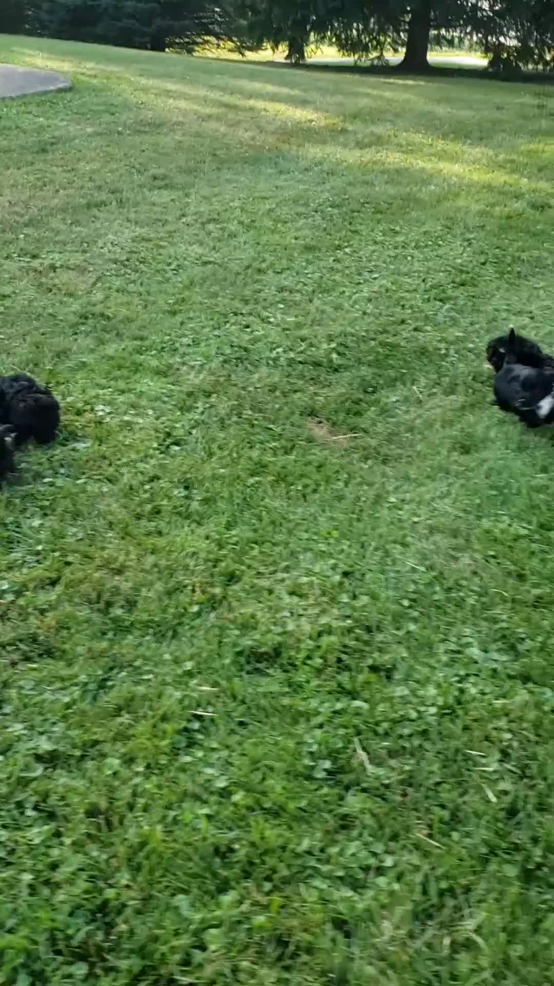 Yorkiepoo dogs for sale: Yorkiepoo 2 - Video 2