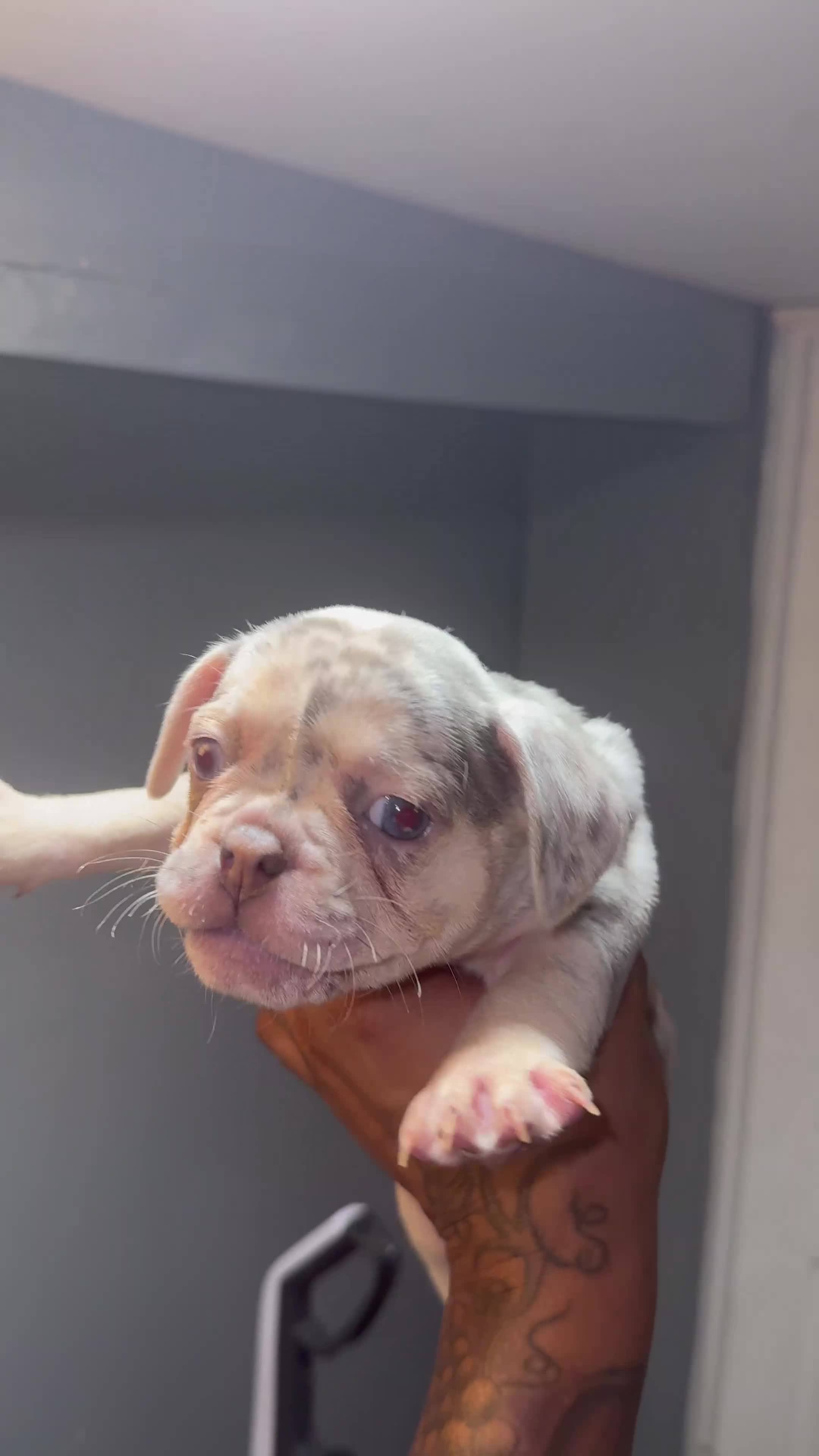 French Bulldog dogs for sale: French Bulldog Puppy 3 - Video 1