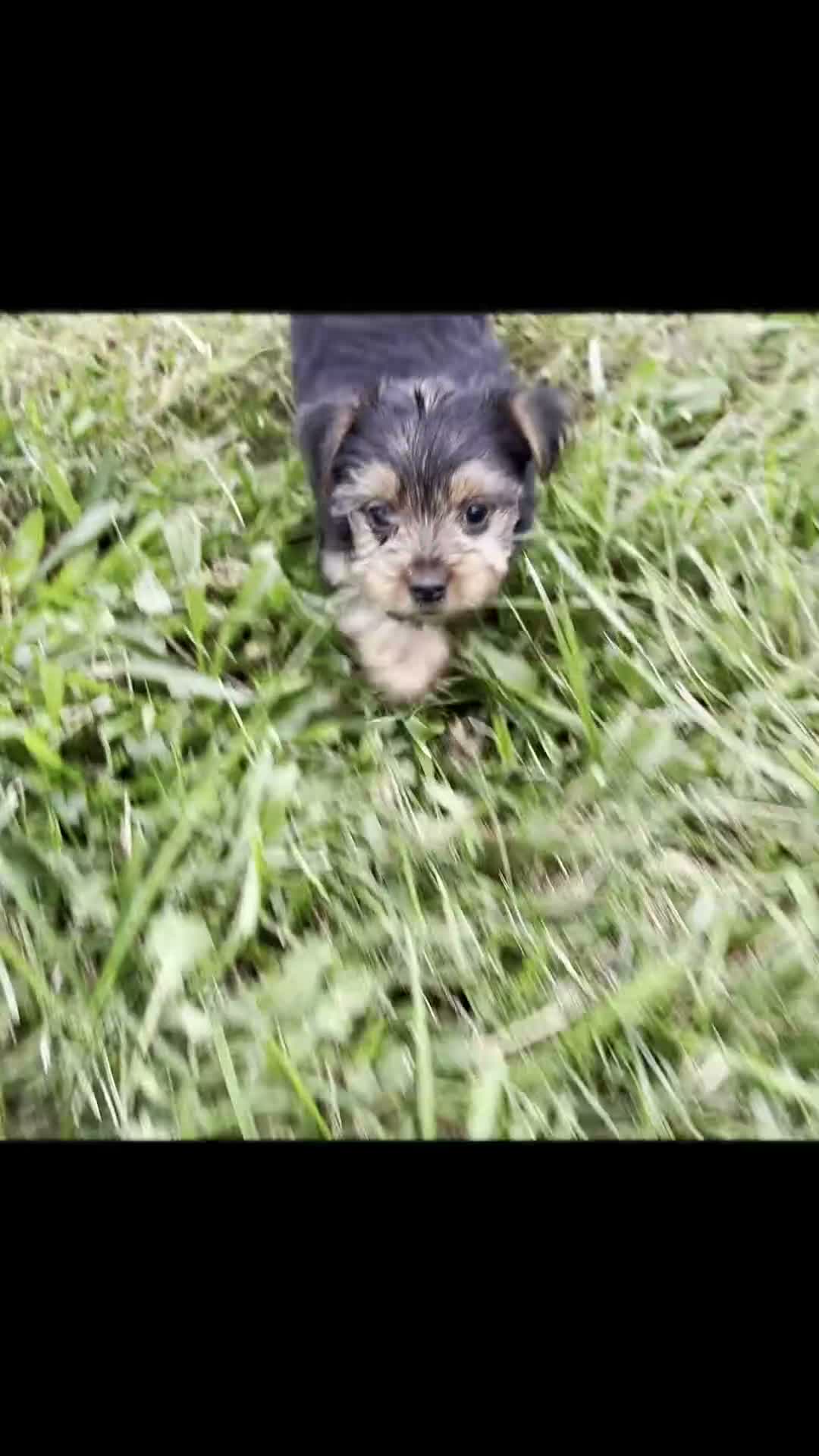 Yorkshire Terrier dogs for sale: Mickey - Video 1