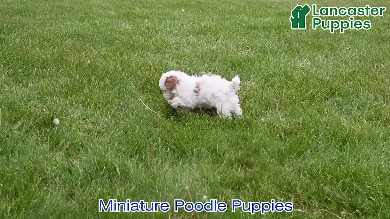 Miniature Poodle dogs for sale: Randall - Video 1