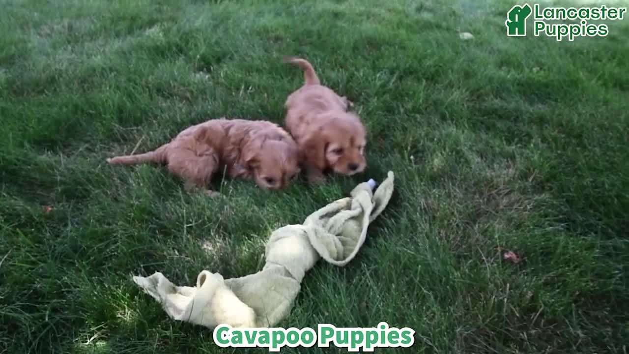 Cavapoo dogs for sale: Tanto - Video 1