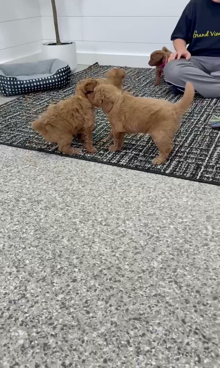 Mini Goldendoodle dogs for sale: Rosie   💖🐶 - Video 2