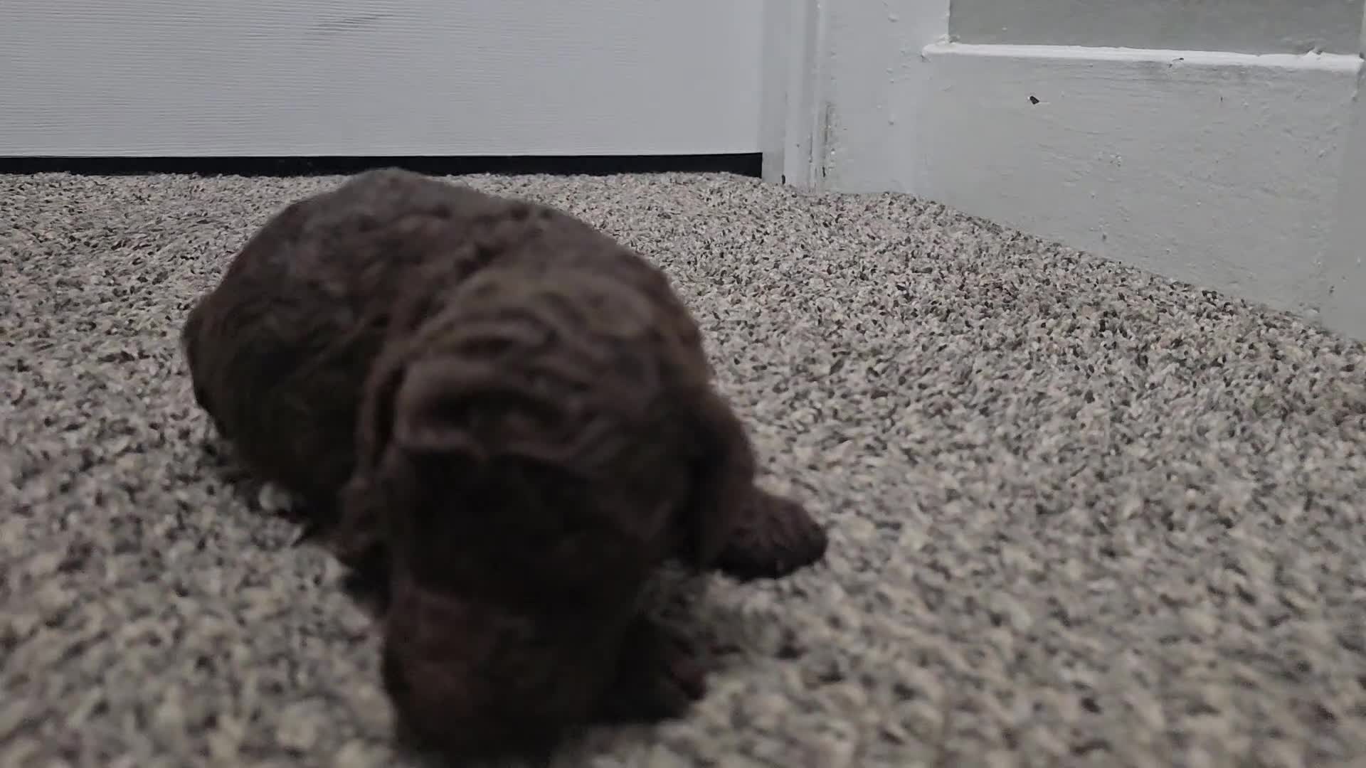 Standard Poodle dogs for sale: Michael Scott - Video 2