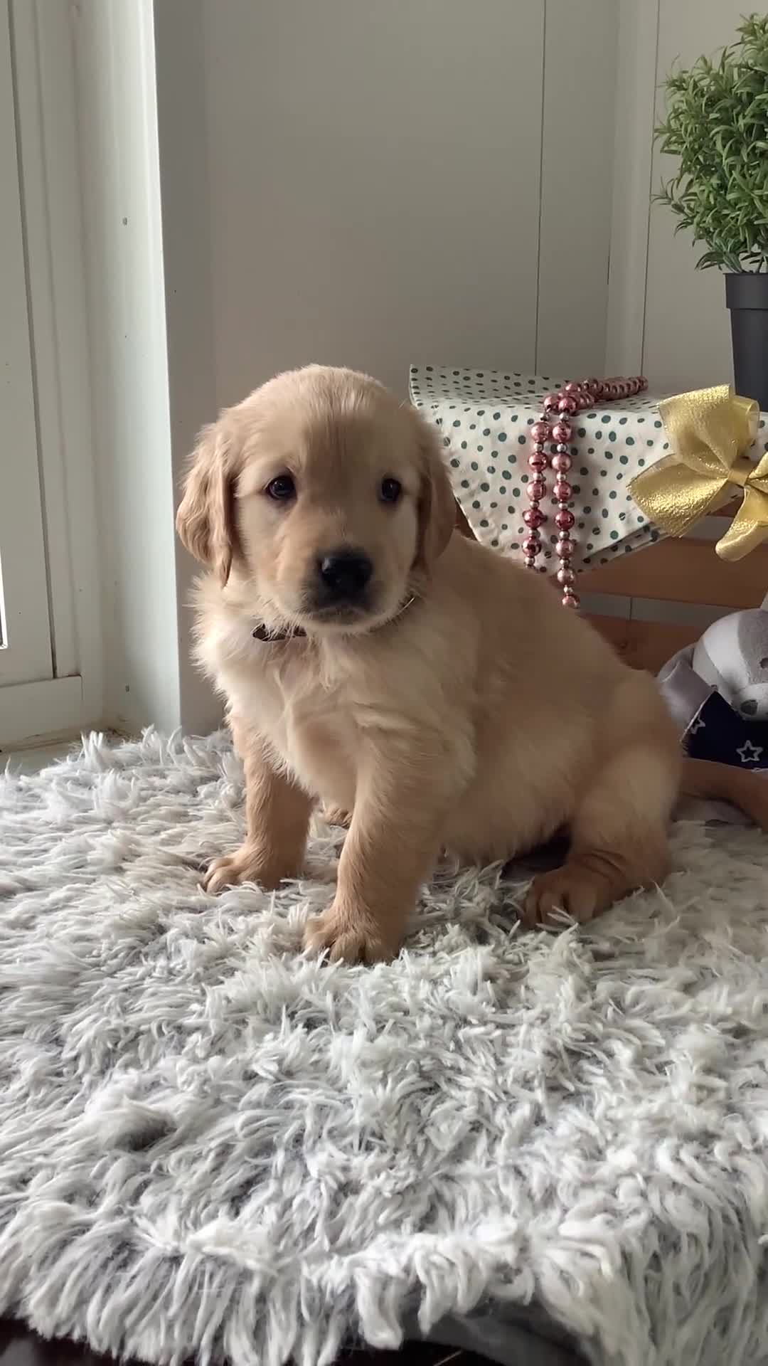 Golden Retriever dogs for sale: Golden Retriever Rover - Video 1