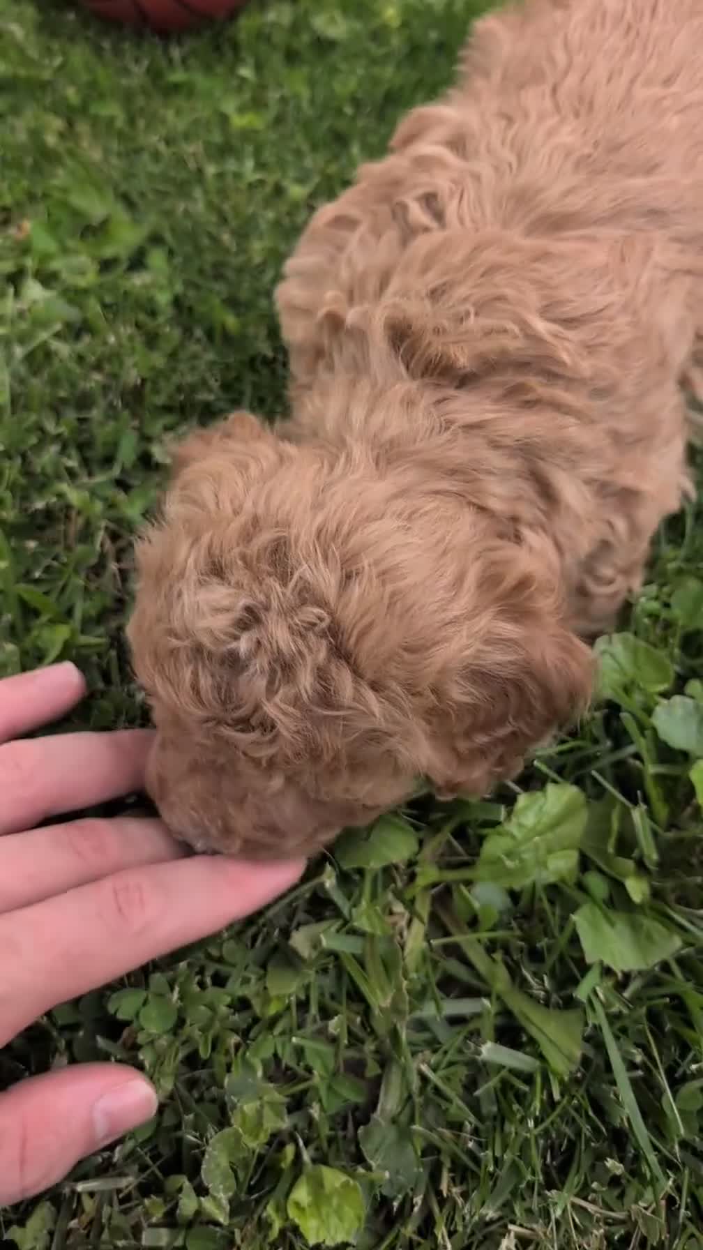Havapoo dogs for sale: Tripp - Video 1