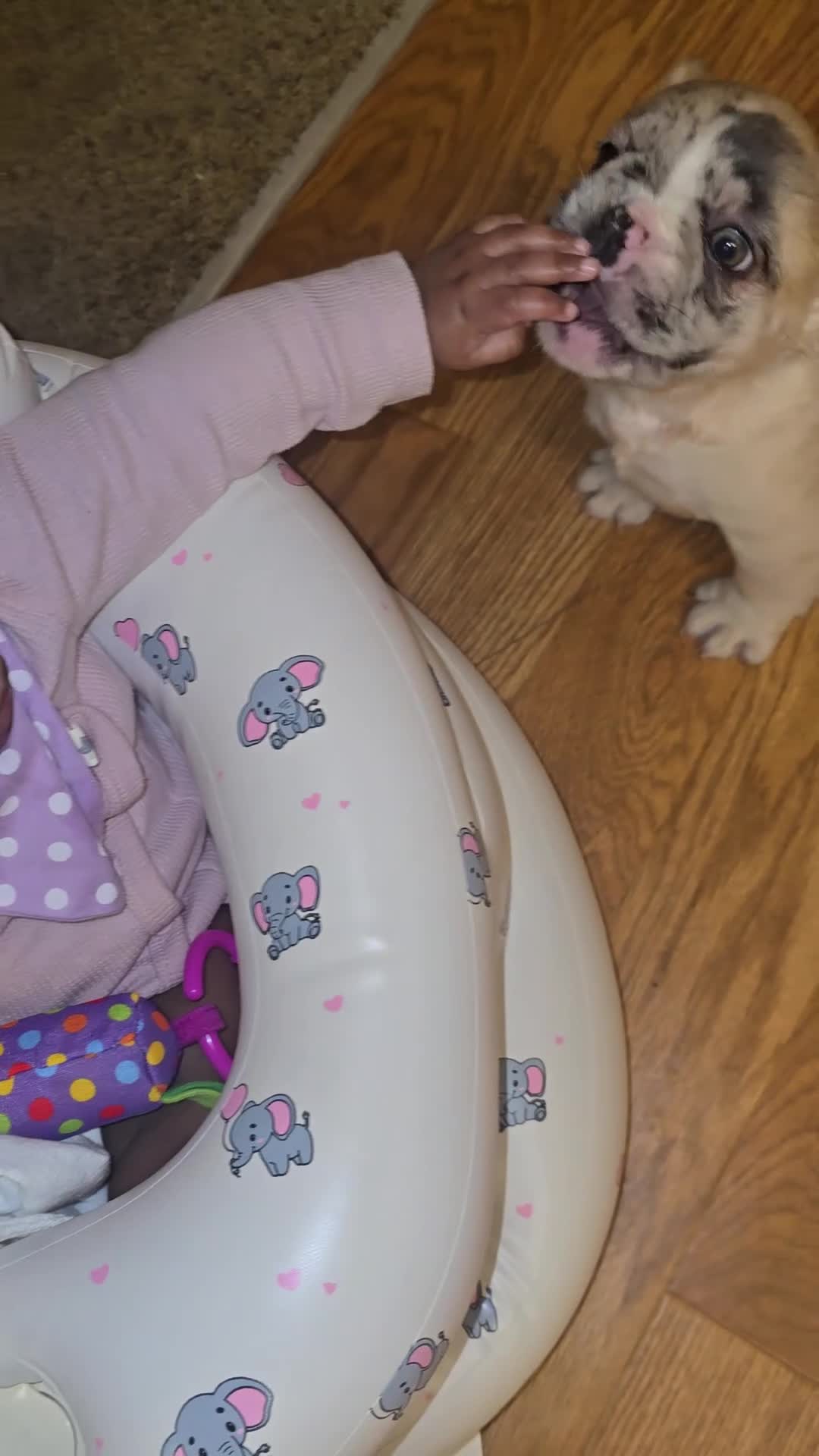 French Bulldog dogs for sale: Sky 🌌🐾 - Video 3