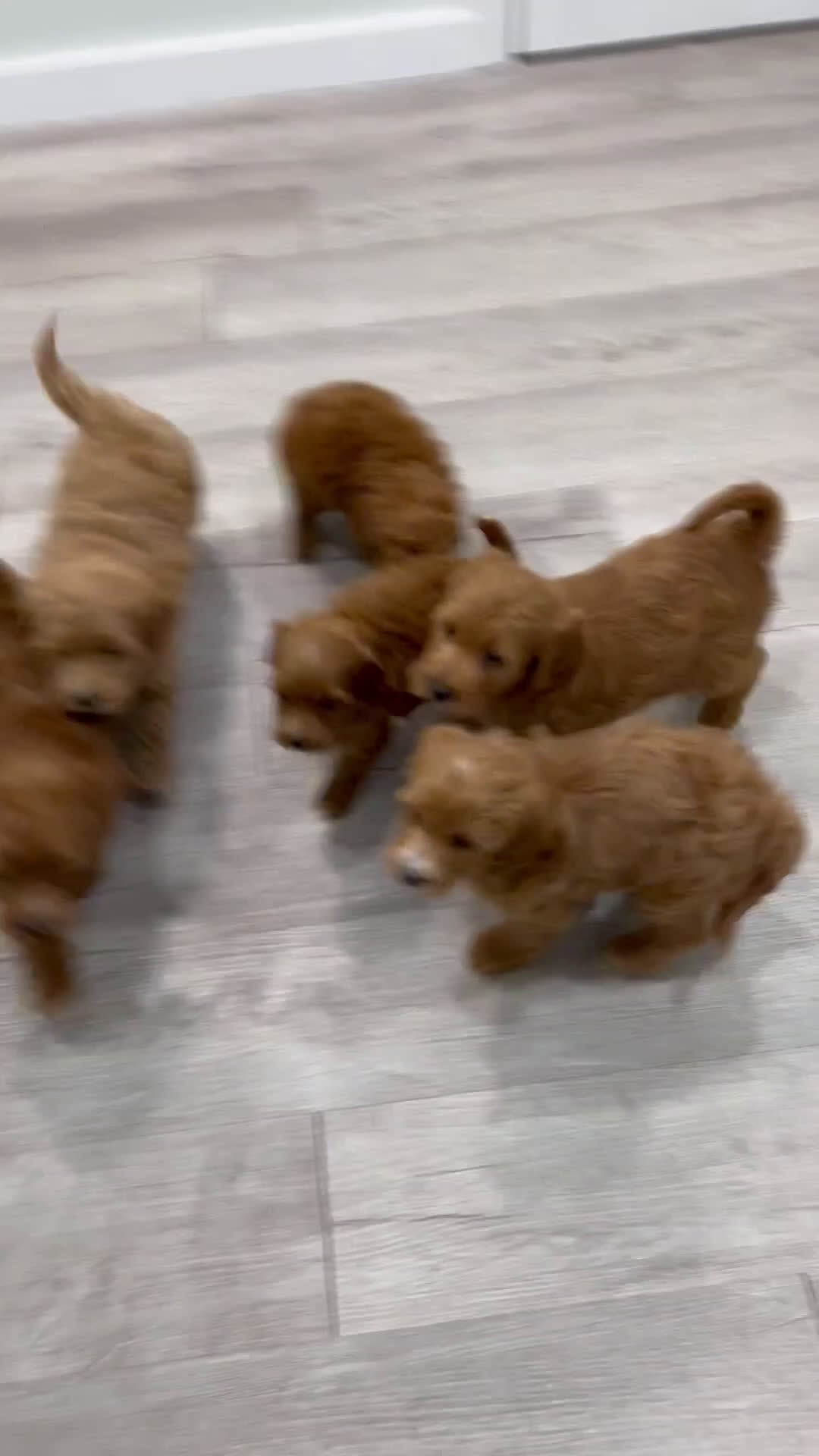 Labradoodle dogs for sale: Jazz - Video 2