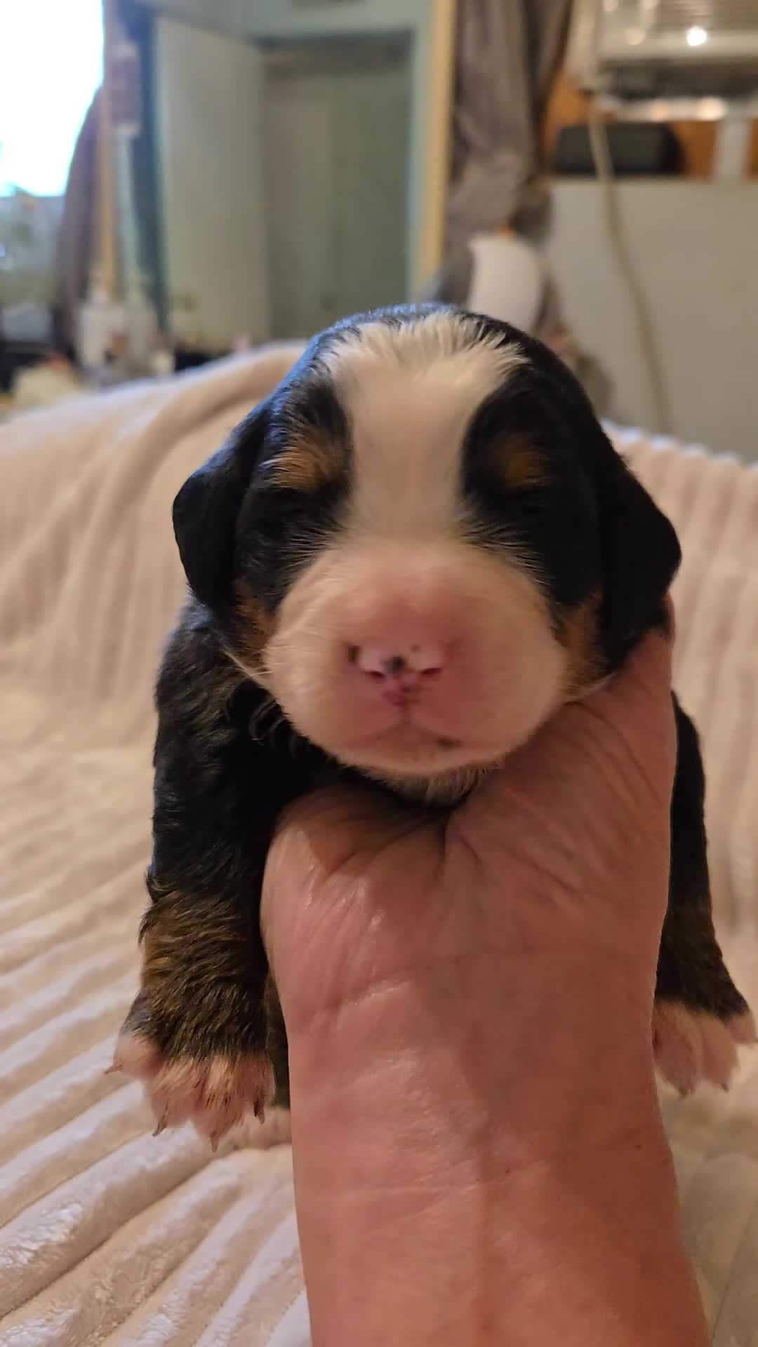 Bernese Mountain Dog dogs for sale: Bernese Mountain Dog 1 - Video 1