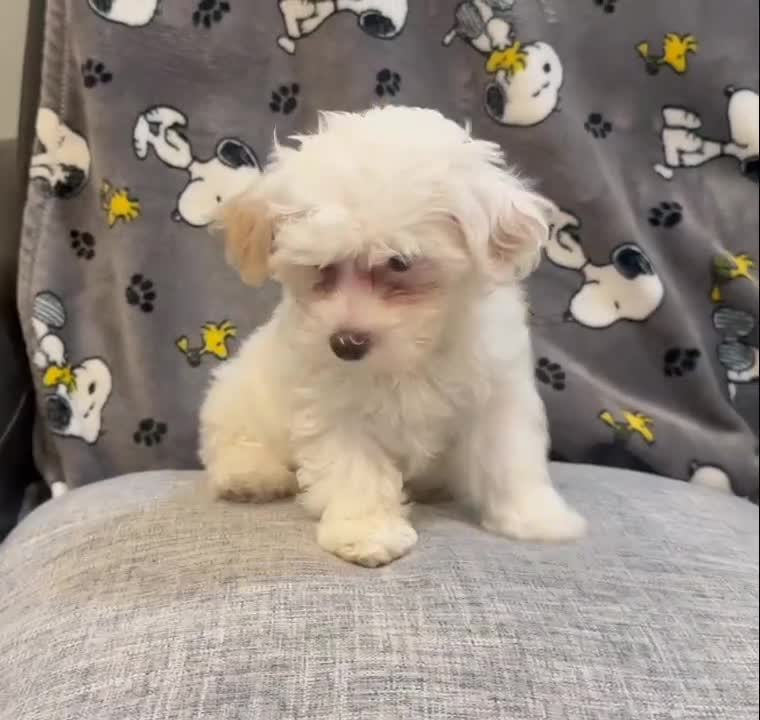 Maltipoo dogs for sale: Molly - Video 1