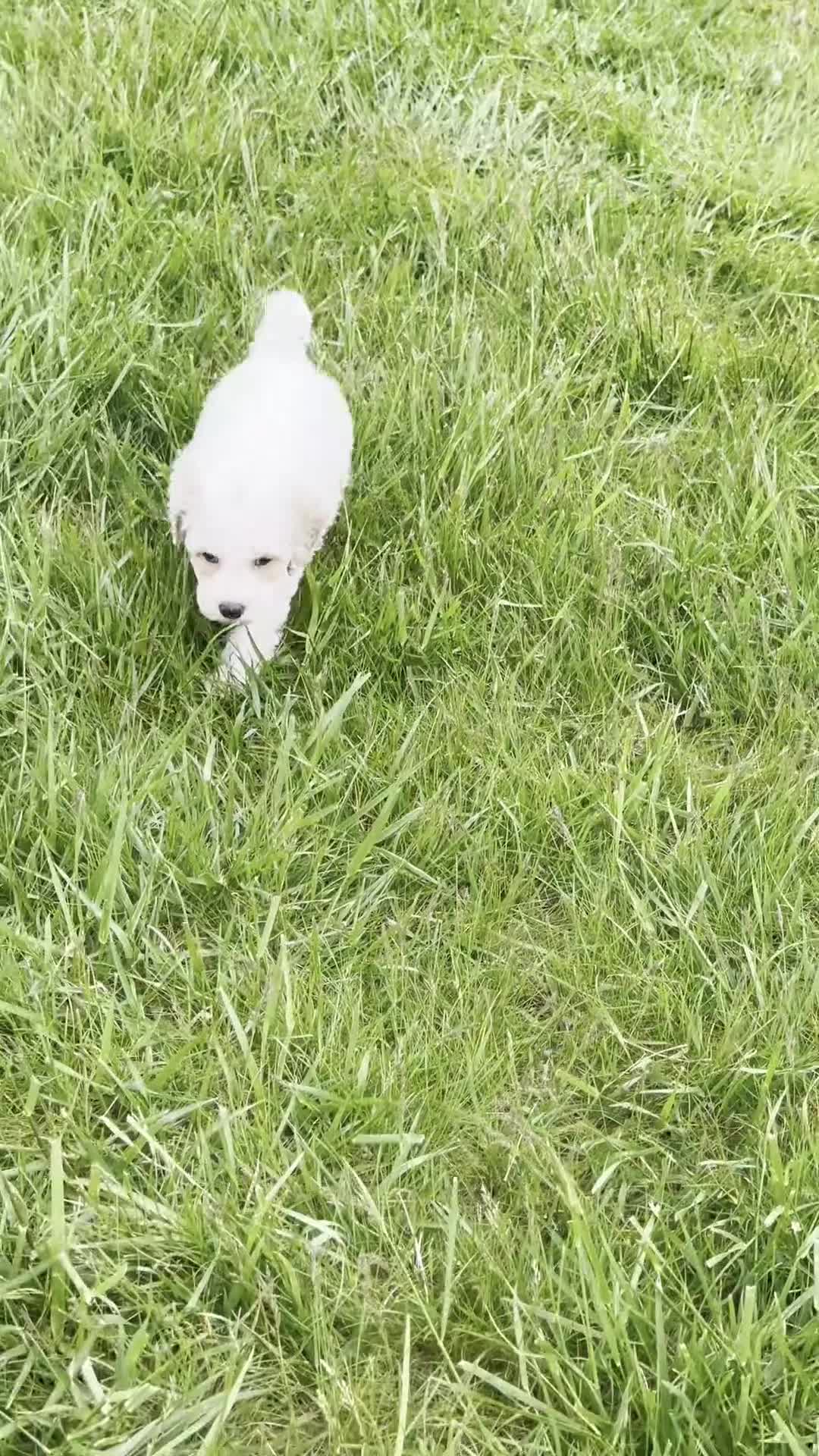 Maltipoo dogs for sale: Jasper - Video 1