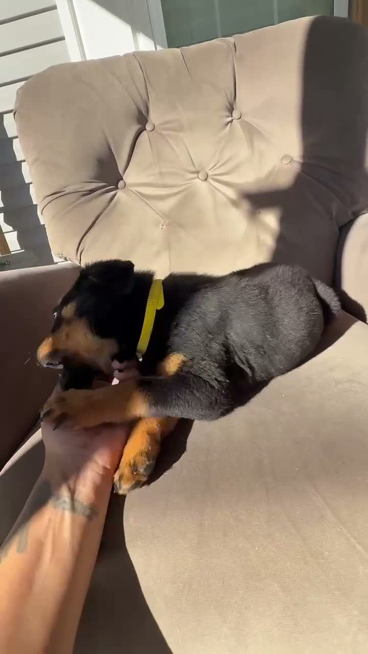 Rottweiler dogs for sale: Rottweiler 1 (Yellow) - Video 1