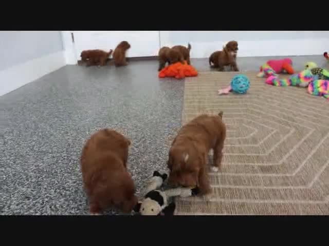 Mini Goldendoodle dogs for sale: Honey - Video 5