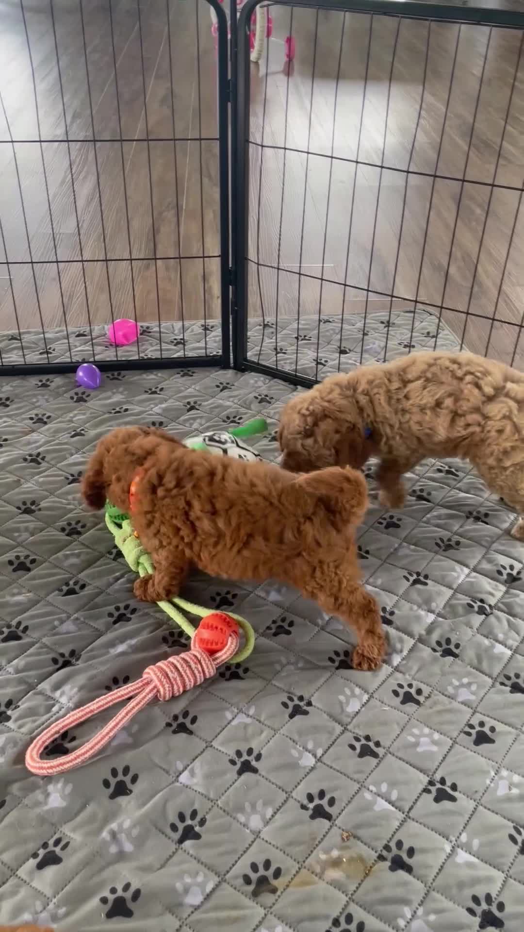 Mini Goldendoodle dogs for sale: Mr. Max - Video 1