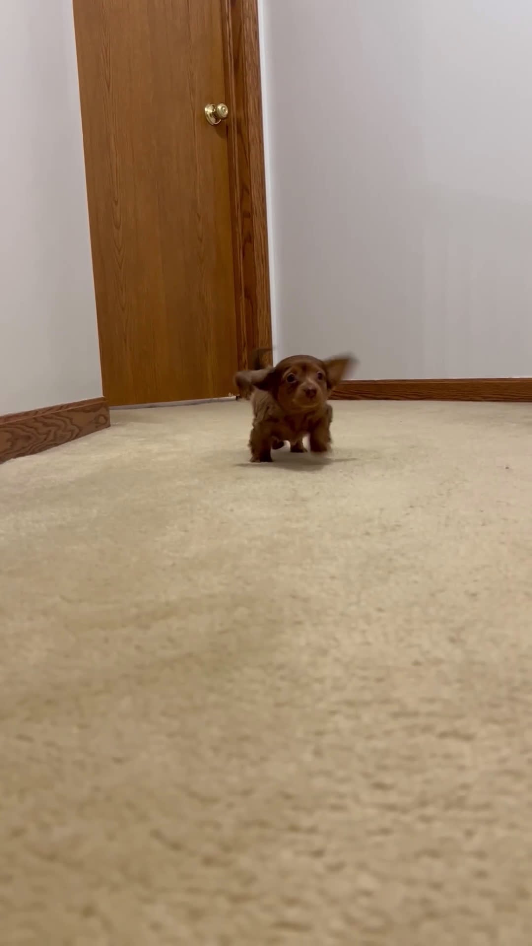 Miniature Dachshund dogs for sale: Miniature Dachshund Puppy 3 - Video 1